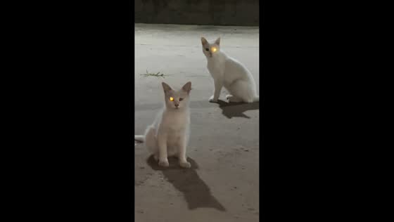 Both cats with glowing eyes surprise passerby in Jilin, China