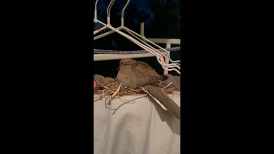 Unexpected tenant: bird builds nest in hanging laundry