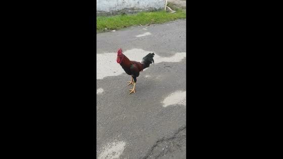 Rooster revenge: Medan man's hilarious escape from a grumpy chicken attack caught on camera!