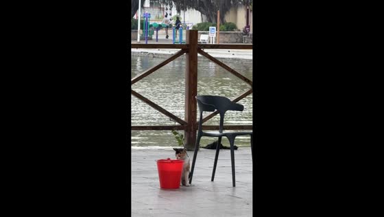 Calico cat shows impressive hunting skills in Guangdong, China