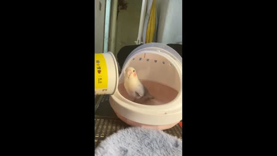 Parrot mimics owner’s cup-echo scream in Hunan, China