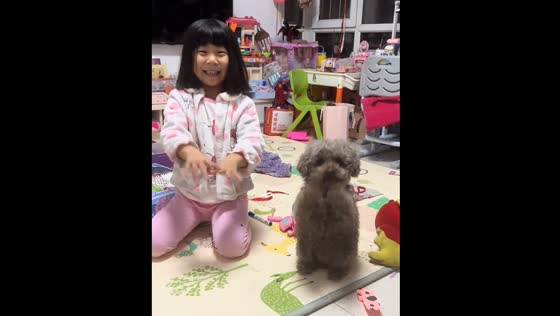 Teddy dog imitates child's actions in Liaoning province, China