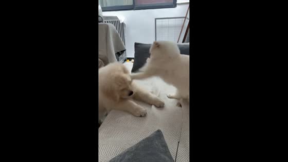 Cat overwhelms playful puppy with rapid swipes in Tibet, China