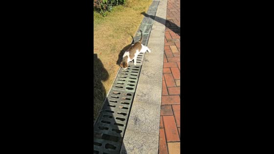 Cat catches rodent after chase in Guangdong, China