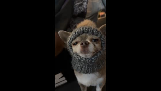 Calm chihuahua wears bonnet in Odesa, Ukraine