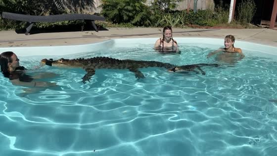Swimming with tied-mouth alligators in Sandy, Florida 
