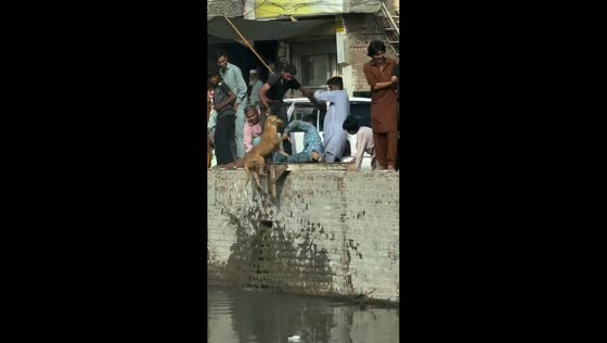 Men rescue stranded dog from canal in Lahore, Pakistan