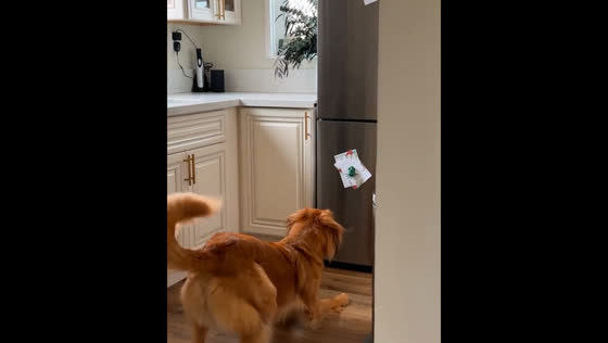Rescued dog reacts to Statue of Liberty magnet in San Diego
