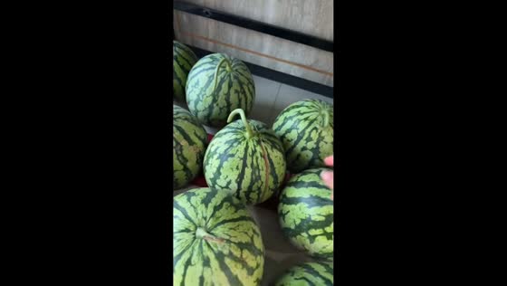 Watermelon unexpectedly cracks after light tap in Zhejiang, China