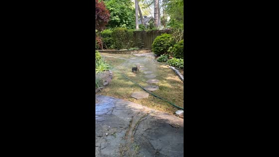 Dog chases bath in hilarious hosepipe play