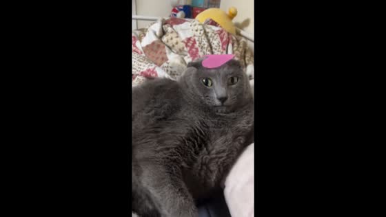 Wholesome feline fun: cat's adorable reaction to heart hat playtime in South Korea
