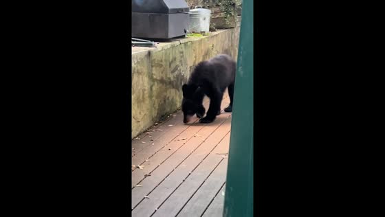 Bear climbs wall into Gatlinburg compound