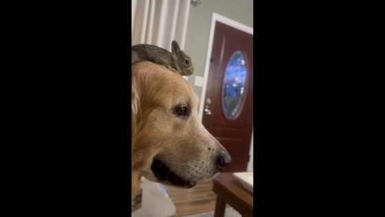 Bunny balances on golden retriever’s head in Cocoa, Florida, USA