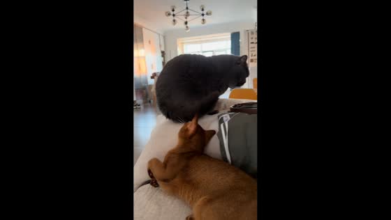 Cat swats another cat after being touched on couch in Inner Mongolia, China
