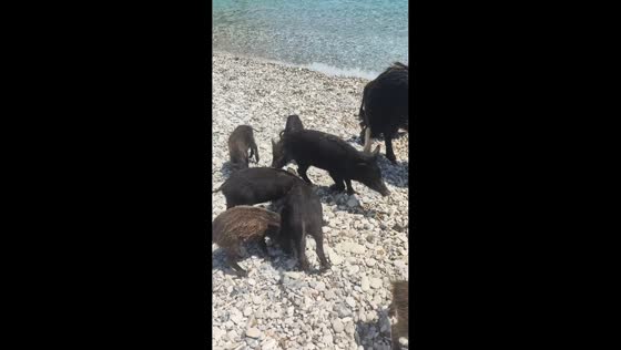 Wild boar family takes over beach in Atokos Island, Greece
