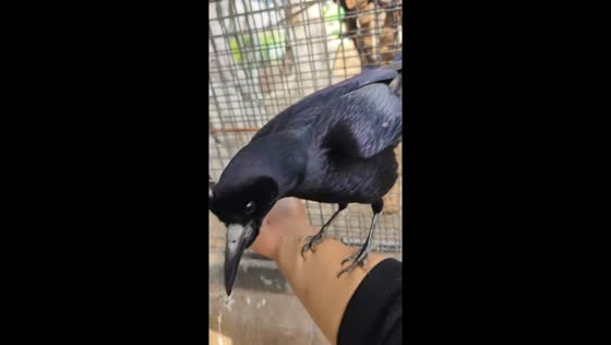 Rook interacts playfully with rescuer inside cage in Hebei, China