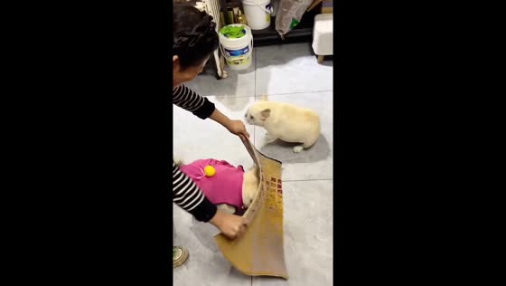 French Bulldogs playfully chase each other in China