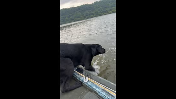 Dog hesitates before jumping from boat into water in Wisconsin, USA