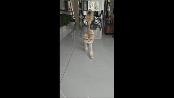 Fluffy cat shows off lion-like haircut in Henan, China
