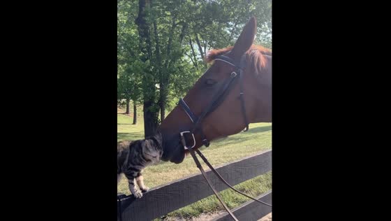 Unlikely Animal Friendship: Cute Cat Bonnie Rubs Against Horse Delilah for Attention