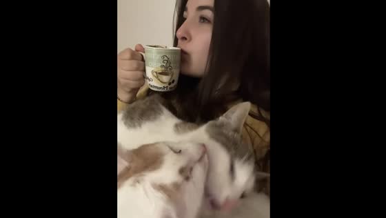 Cats steal the show: siblings Coco and Coffee share a kiss while owner enjoys morning coffee