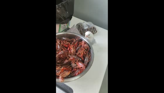 Parrot snatches crayfish leg from bowl in Jiangsu, China