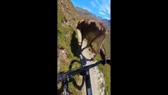 Cyclist encounters cow on hillside trail in Livigno, Italy