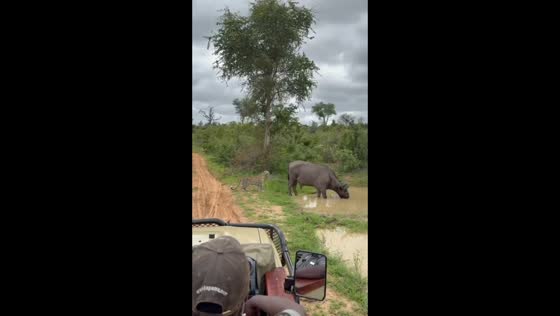 Buffalo startles leopard during safari in South Africa