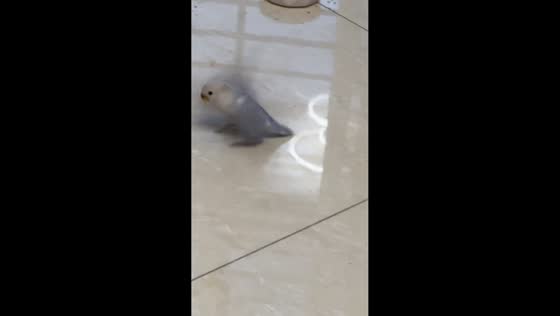 Bird spins and flaps wings after being fed in Jiangsu, China