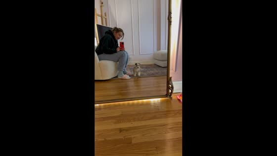 Miniature Schnauzer startled by its reflection in Chicago, Illinois, USA