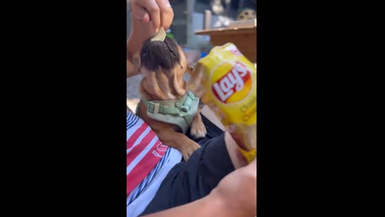 Dog enjoys potato chip in Alberta