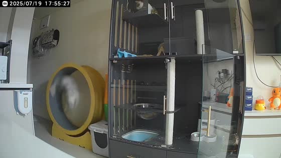 Cat spins out of control on exercise wheel in Shanghai, China