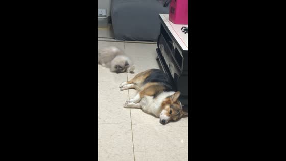 Ragdoll cat mimics sleeping corgi in Shandong, China