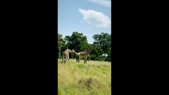 Male giraffes engage in powerful necking battle on Serengeti safari in Tanzania