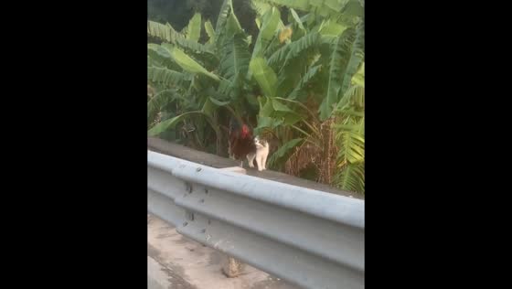Rooster and cat share playful roadside moment in Guangdong, China