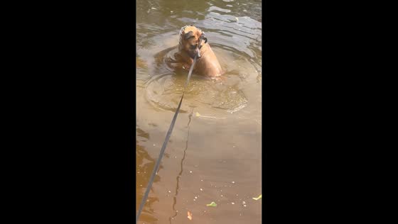 Dog startled by own tail while splashing in pond in Louisiana, USA