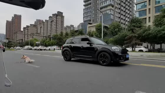 Dog falls from car window onto road in Shaanxi, China