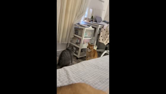 Two cats engage in playful paw-fighting match in Jilin, China