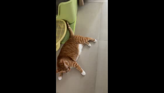 Cat repeatedly rolls over while running away from owner in Jiangsu, China