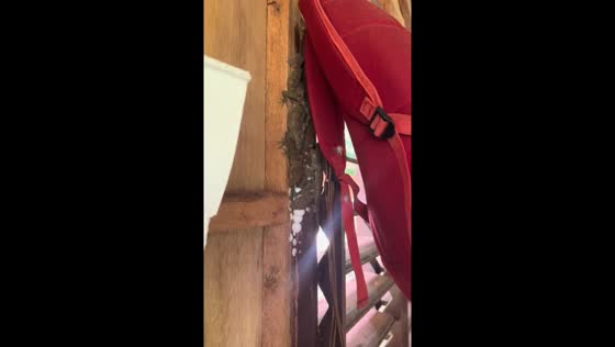 Lizards spotted hiding behind bag in Ozamiz City