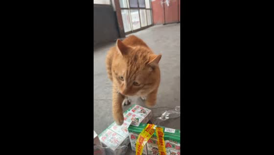 Orange cat reacts playfully to sounds from juice boxes in Shandong, China