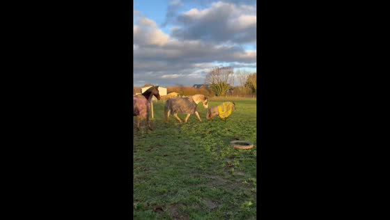 Mini Shetland pony spotted wearing hay bag in Worcestershire, England, UK