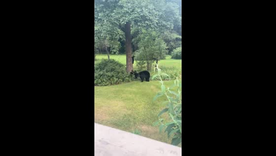 Grandma's brave encounter: staring down danger