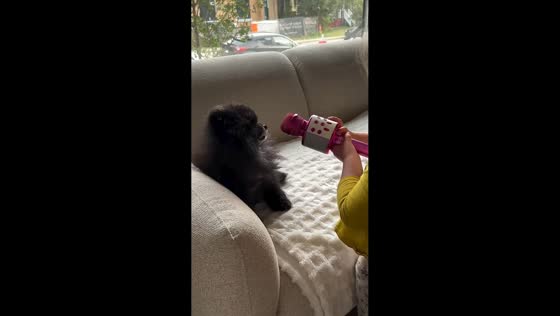 Girl and Pomeranian have funny microphone moment in Calgary, Canada