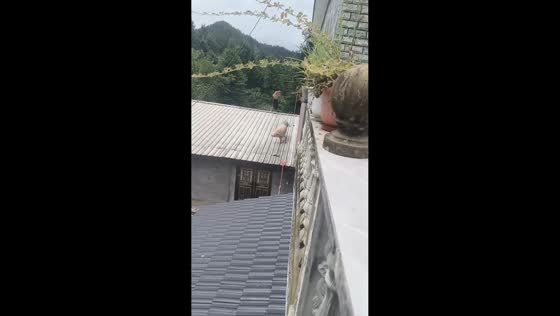 Pig walks across roof before falling through collapsed section in Hubei, China