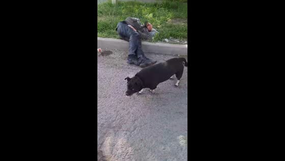 Protective pup guards owner on the street in Rostov-on-Don, Russia