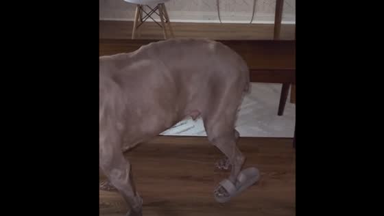 Resilient Weimaraner overcomes adversity: walking proudly with unlikely footwear
