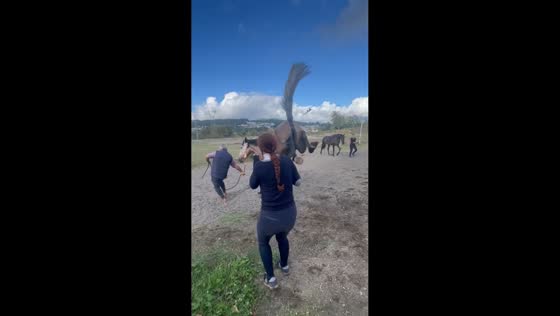 Horse nearly kicks woman in Guimarães, Portugal