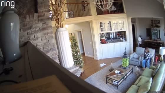Cat jumps from second floor, startling owner in Kansas, Missouri, USA