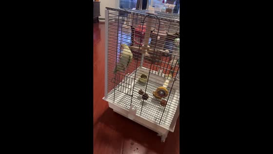 Parrot playfully spins toy inside cage in Shandong, China